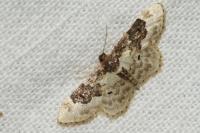 Idaea rusticata