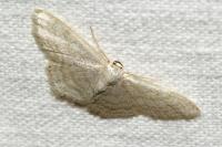 Idaea subsericeata