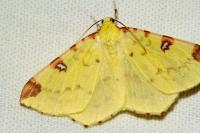Opisthograptis luteolata