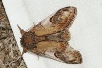 Notodonta ziczac