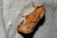 Cosmia affinis