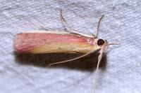 Oncocera semirubella
