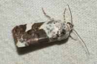 Acontia lucida