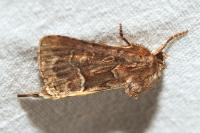 Thalpophila matura