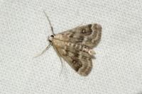 Parapoynx stratiotata