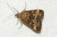 Pyrausta despicata