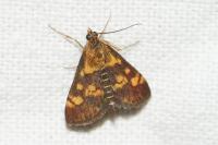 Pyrausta aurata