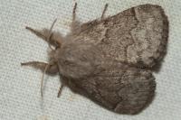 Trichiura crataegi