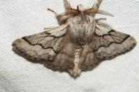Trichiura crataegi