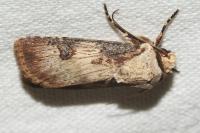 Agrotis puta