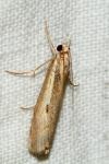 Agriphila geniculea