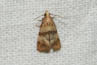 Phalonidia contractana