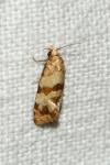 Phalonidia contractana