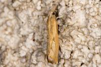 Agriphila inquinatella