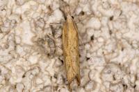 Agriphila inquinatella