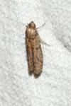 Ephestia
