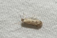 Phycitodes