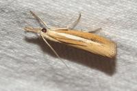 Agriphila selasella
