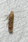 Scrobipalpa ocellatella
