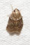 Acrobasis consociella