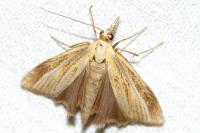 Agriphila tristella