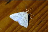 Aspitates ochrearia