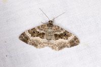 Epirrhoe alternata