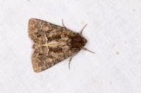 Thalpophila matura