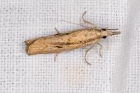 Agriphila inquinatella