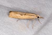 Agriphila inquinatella