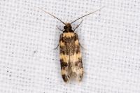 Oegoconia