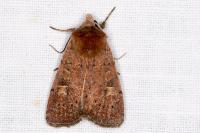 Xestia xanthographa
