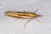 Agriphila tristella