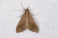 Mecyna asinalis