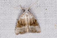 Meganola albula
