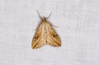 Evergestis forficalis
