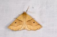 Crocallis elinguaria