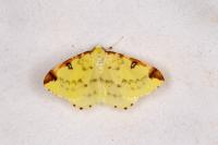 Opisthograptis luteolata