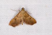 Endotricha flammealis