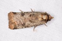 Epilecta linogrisea