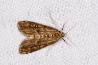 Parapoynx stratiotata