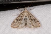 Parapoynx stratiotata