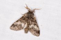 Drymonia querna