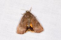 Noctua janthe/janthina