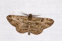 Peribatodes rhomboidaria