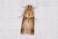 Acrobasis tumidana