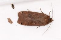 Noctua pronuba