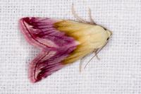 Eublemma purpurina