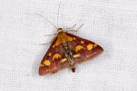 Pyrausta purpuralis