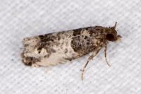Notocelia trimaculana